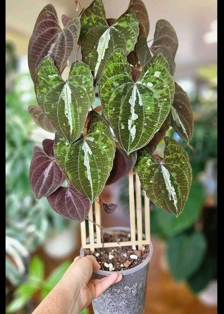 Beautiful Cissus Discolor Plant