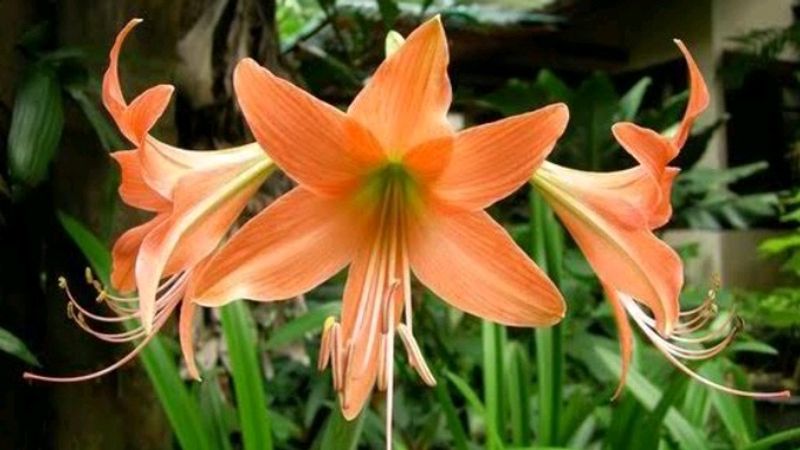 Amyrus Lilly Bulb , Colour - Peach ........Pack Of 1 Bulb