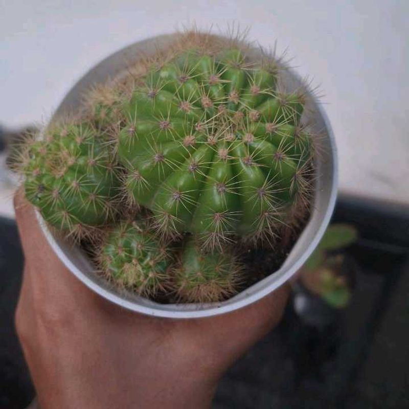 yellow 💛 ball cactus 🌵