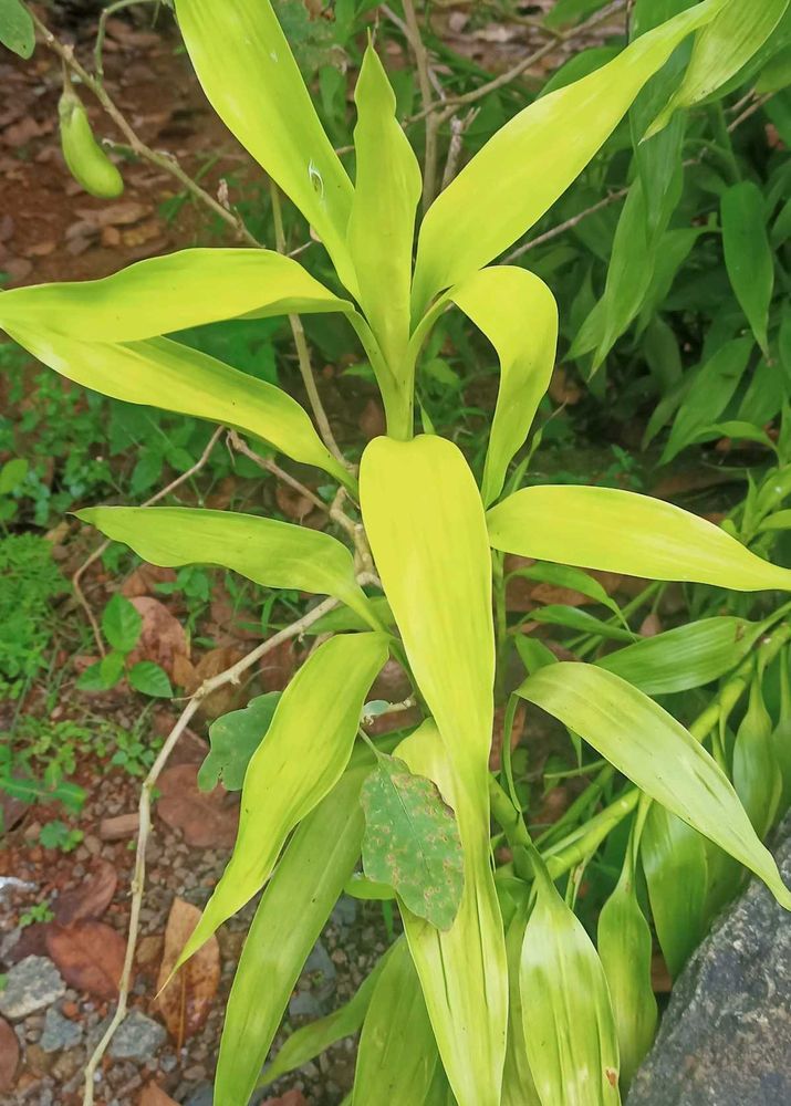 Lucky Bamboo Plant