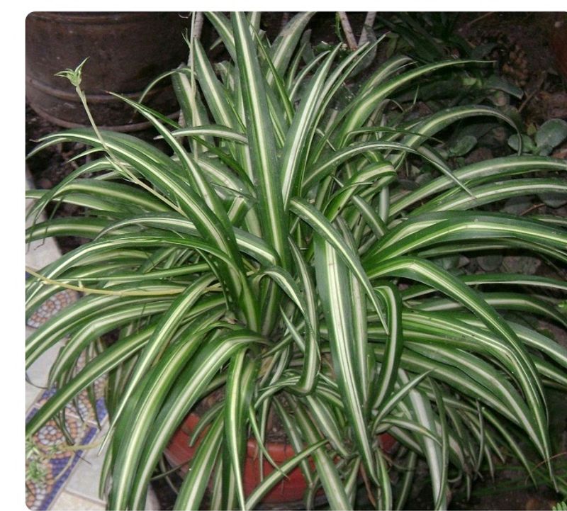 Spider Plant With A Pot