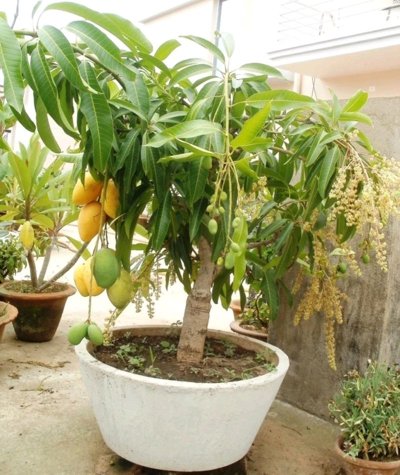 Amrapali Mango Grafted Fruit Plant Healthy