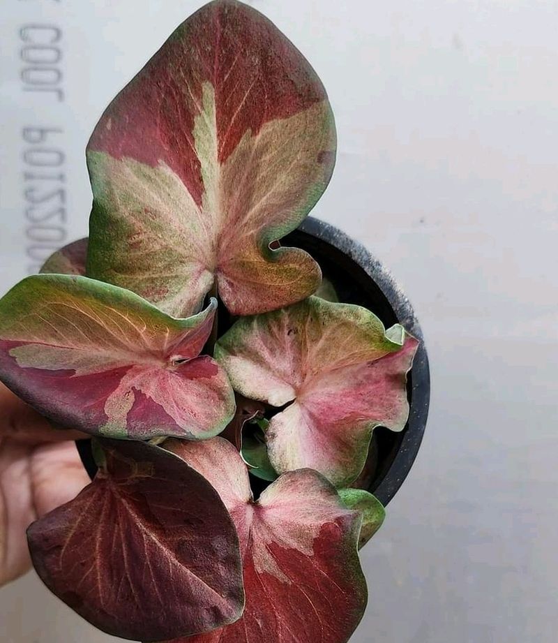 Thai Caladium With Variegation