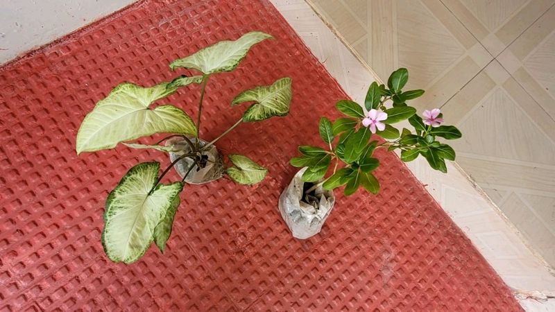 Pack 2 Arrowhead &amp; Pink Sadafuli Plant&#39;s