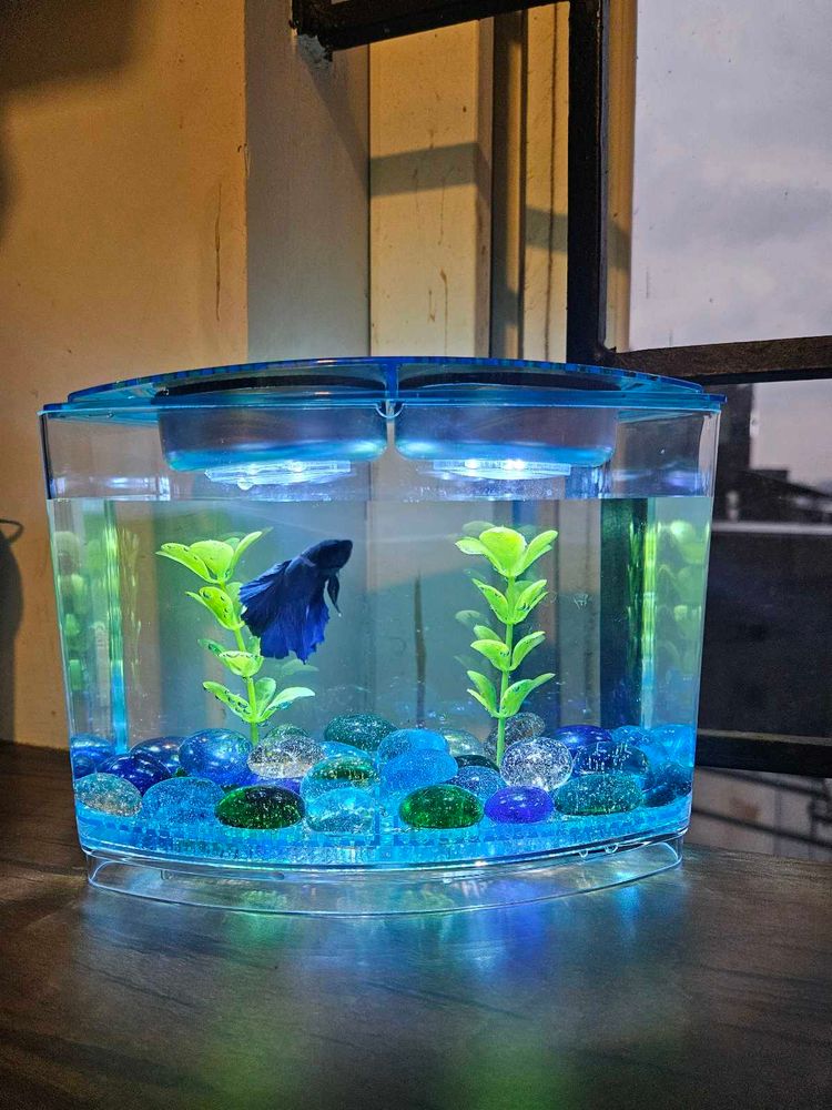 Small Beta Fish Tank
