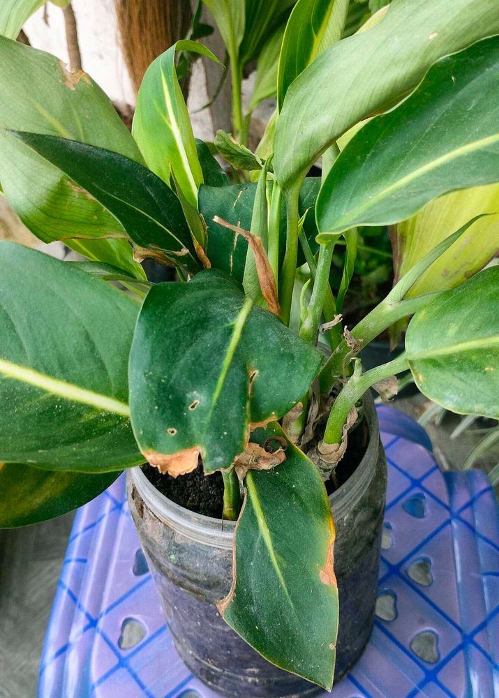 Live dieffenbachia for sale
