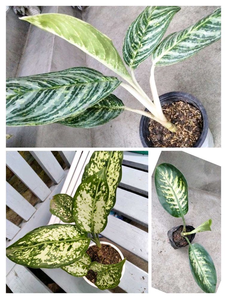 Aglonema N Dieffenbachia Combo
