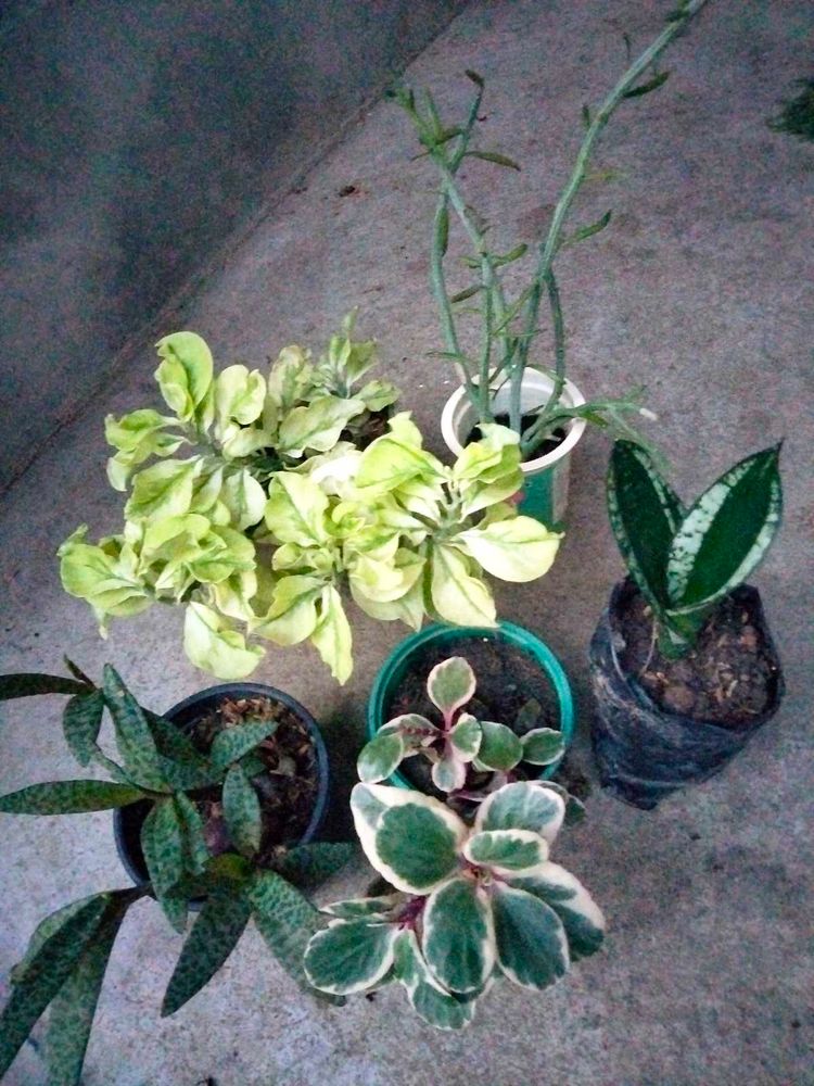 Assorted Combo