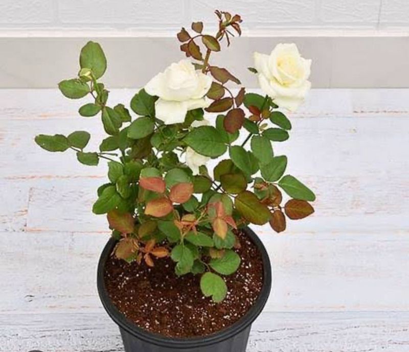 White Rose Bush in Pot