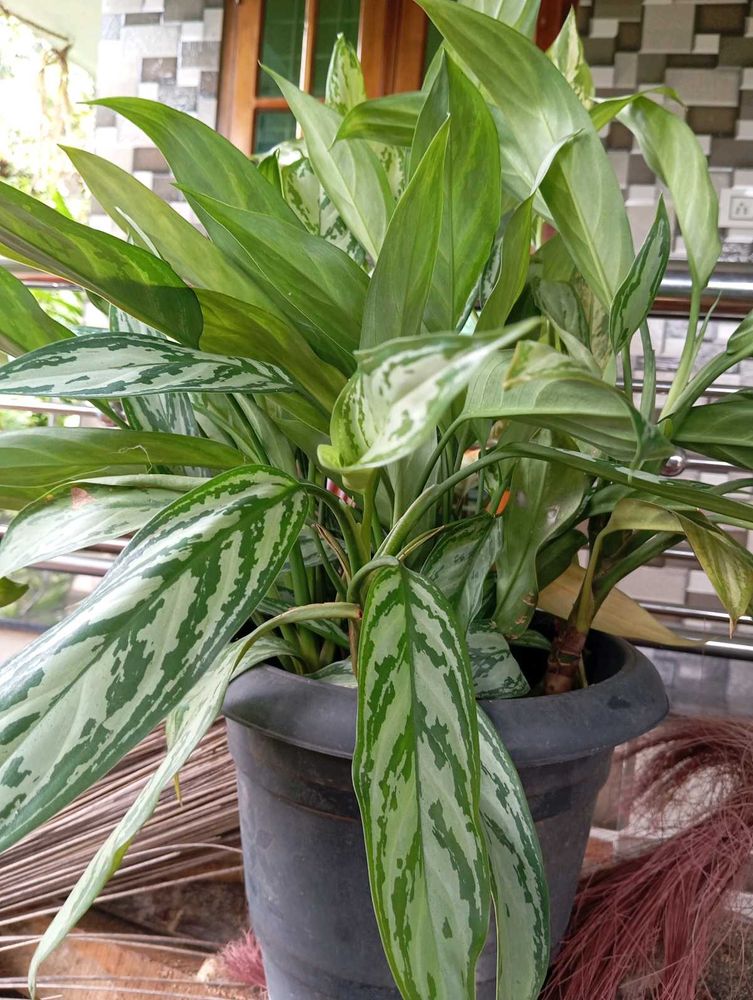 Aglaonema Plant