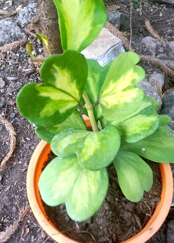 Variegated Hoya Heart