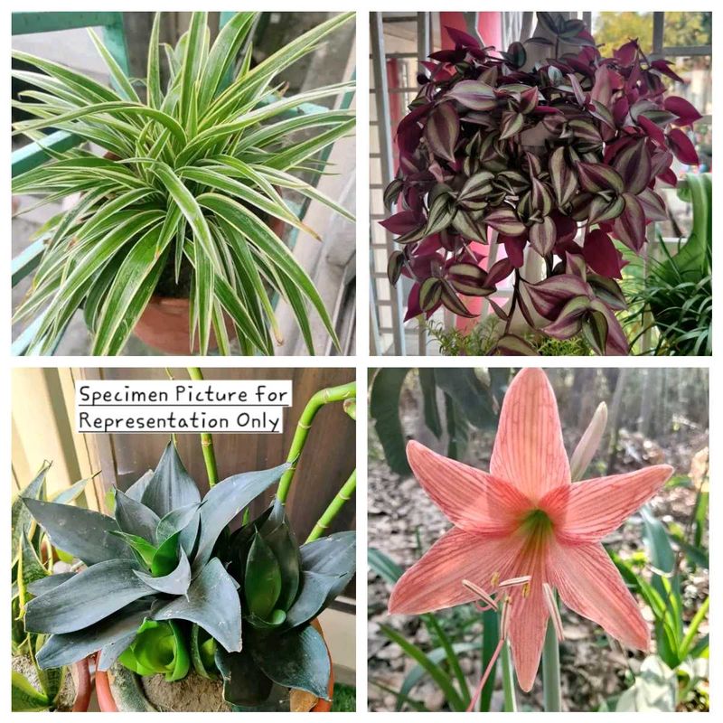 Exotic Set of 4 Healthy Live Plants