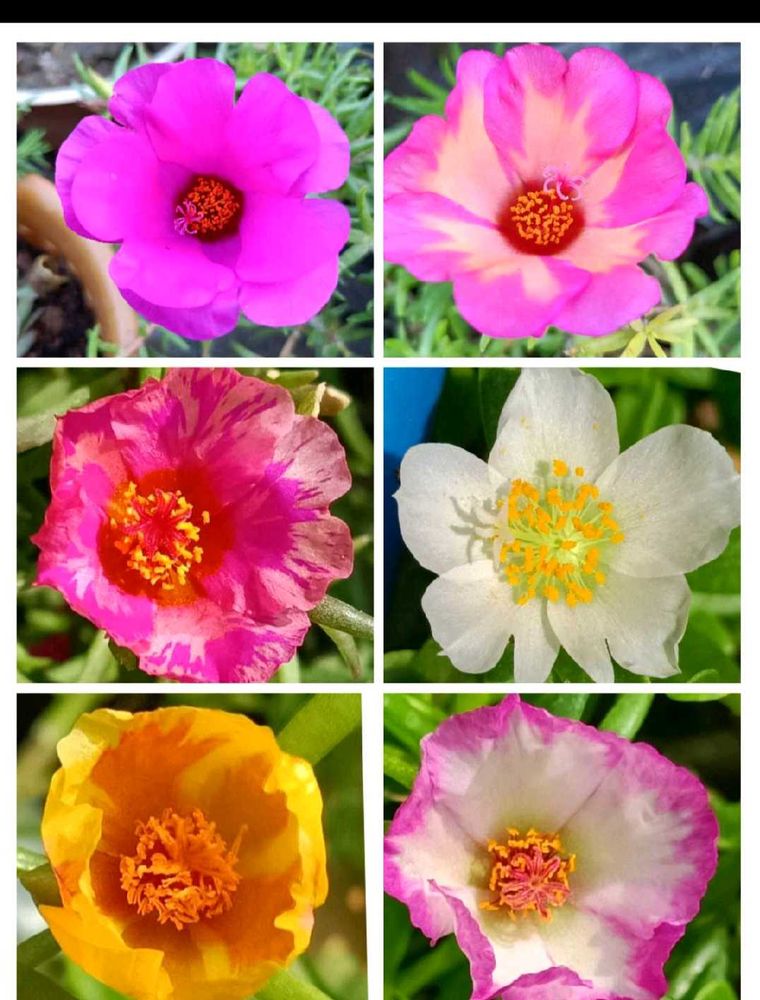 Portulaca Cuttings