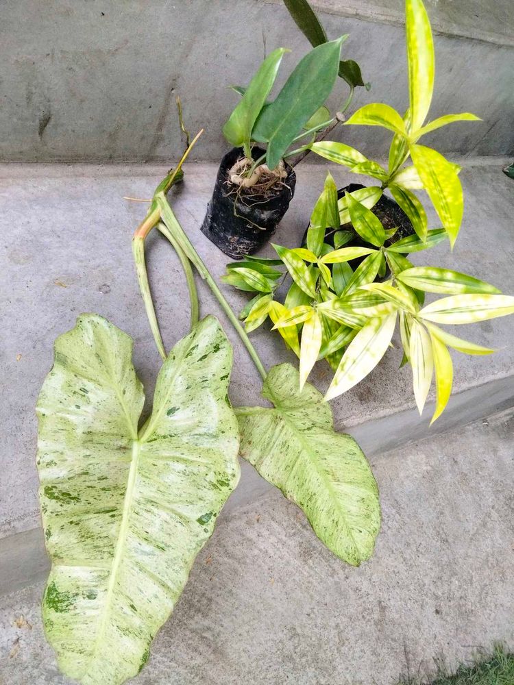 Plants Combo