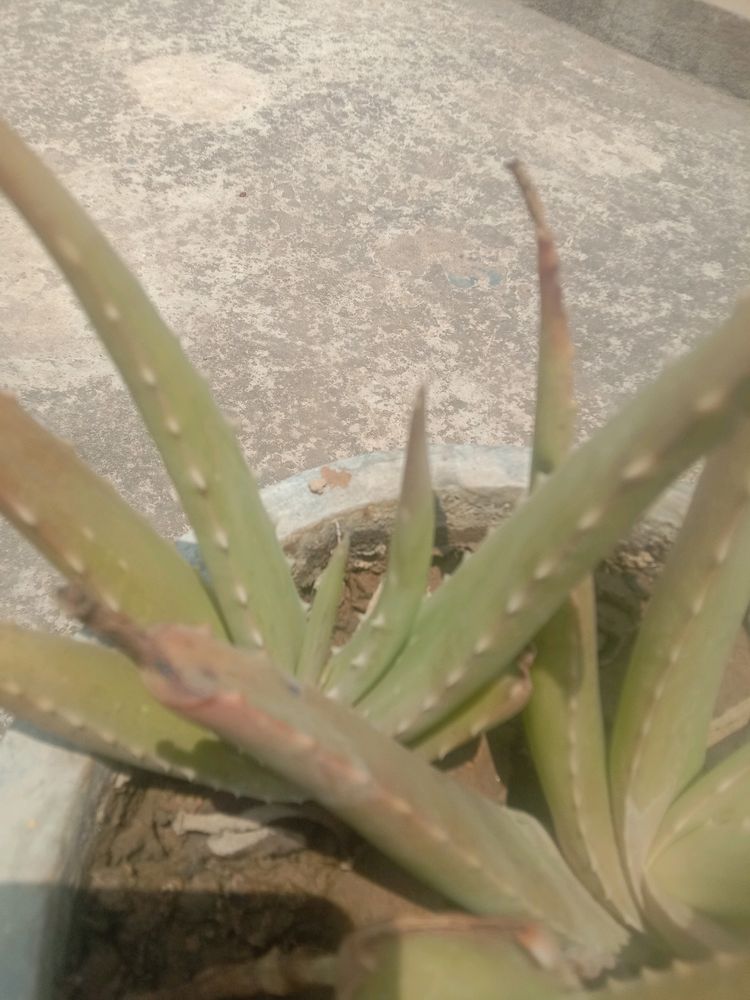 Aloevera Leafs With Freebie