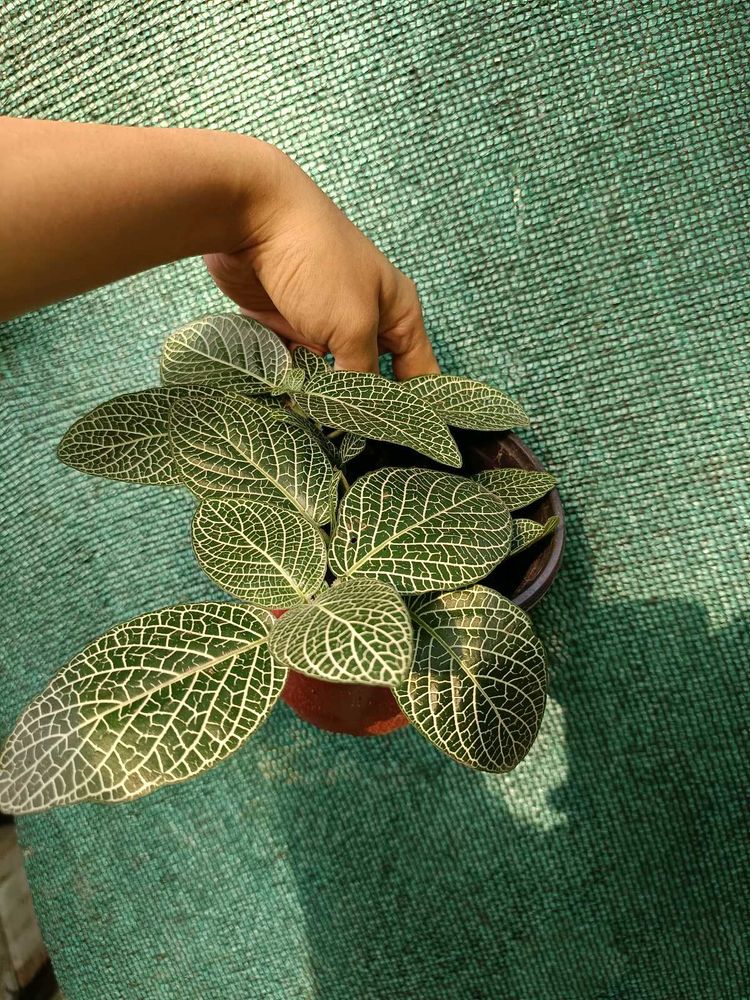 Fittonia Plant