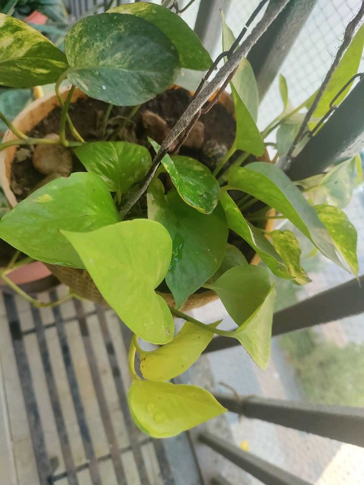 Money Plant, Snake Plant and Aloe Vera