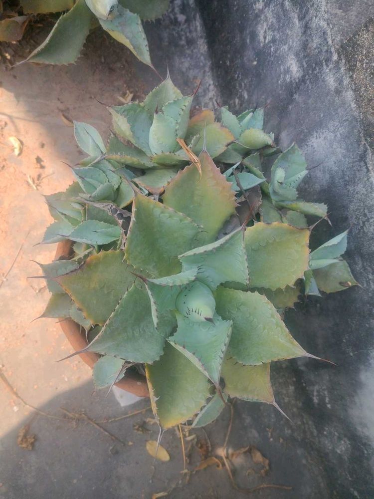 1pic Agave Plant