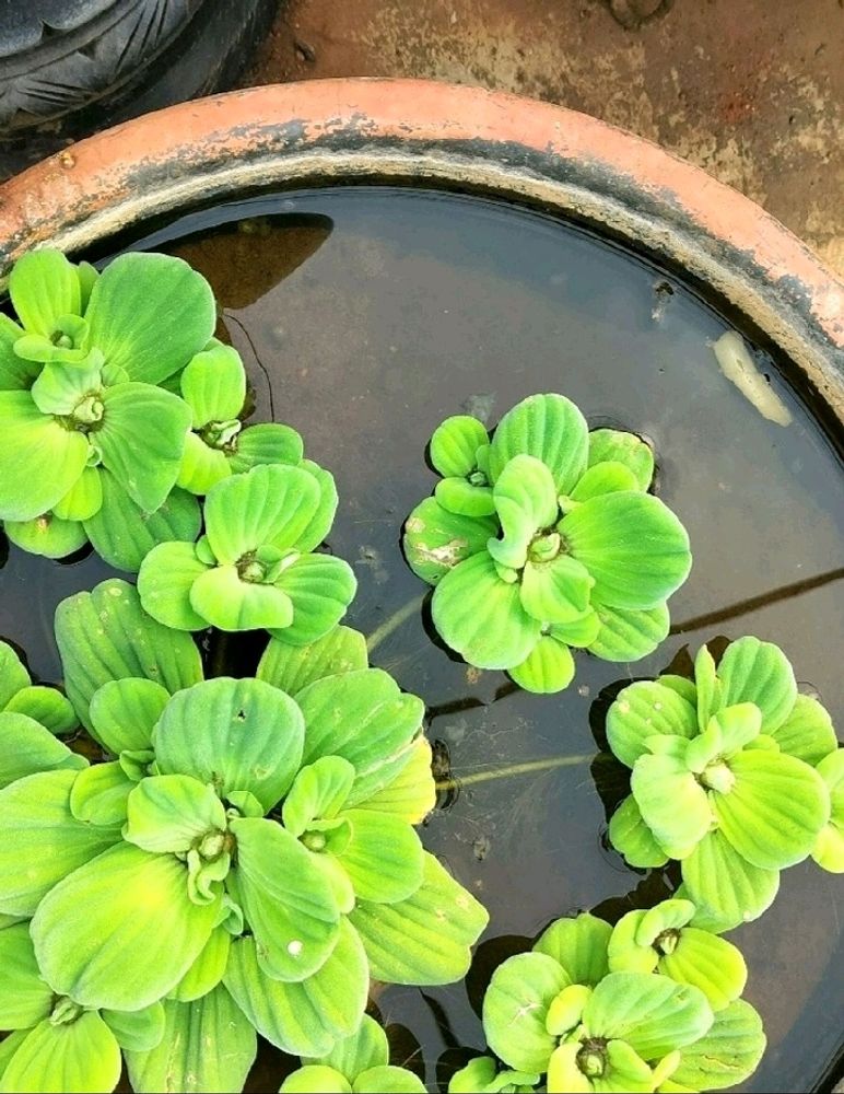 Water Plants 8