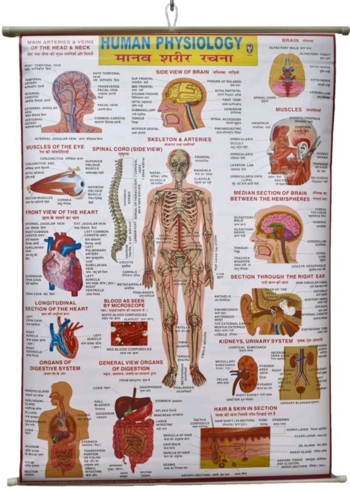 Chart Of Human Physiology