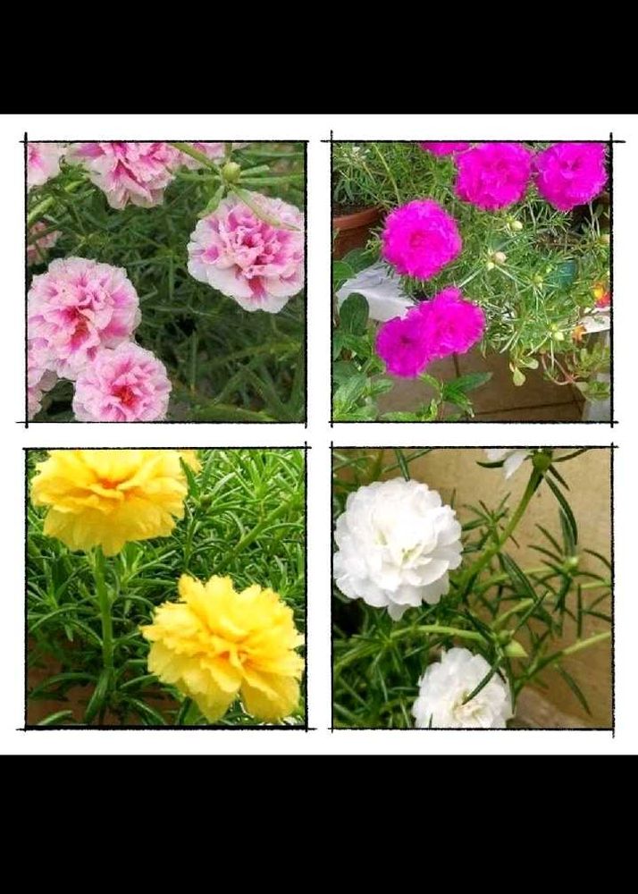Beautiful Portulaca Flower Combo Of 4🎉🎉🎉🎉