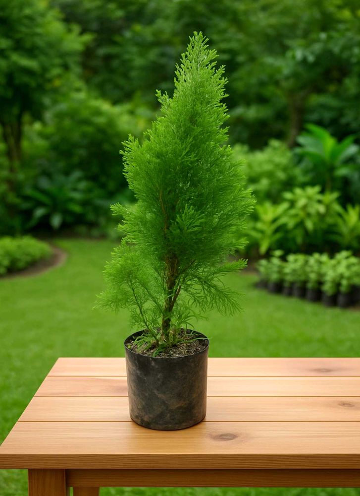 Live Cypress Plant in Black Nursery Pot | Air Puri