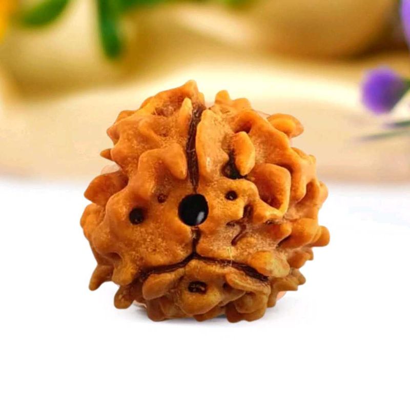 3 Mukhi Rudraksha (Indian)