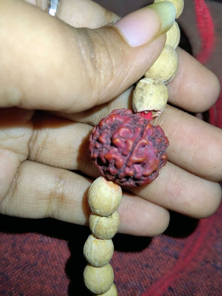 Rudraksha (Panchamukhi)