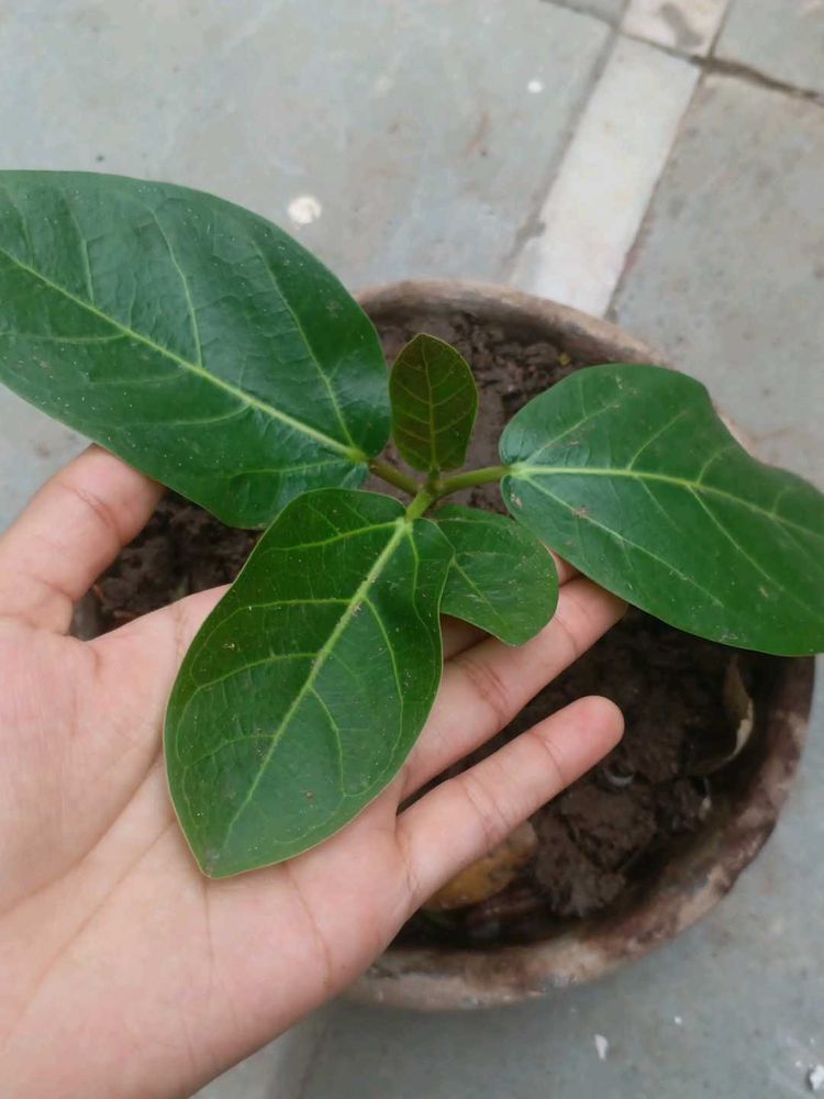 air purifier plants