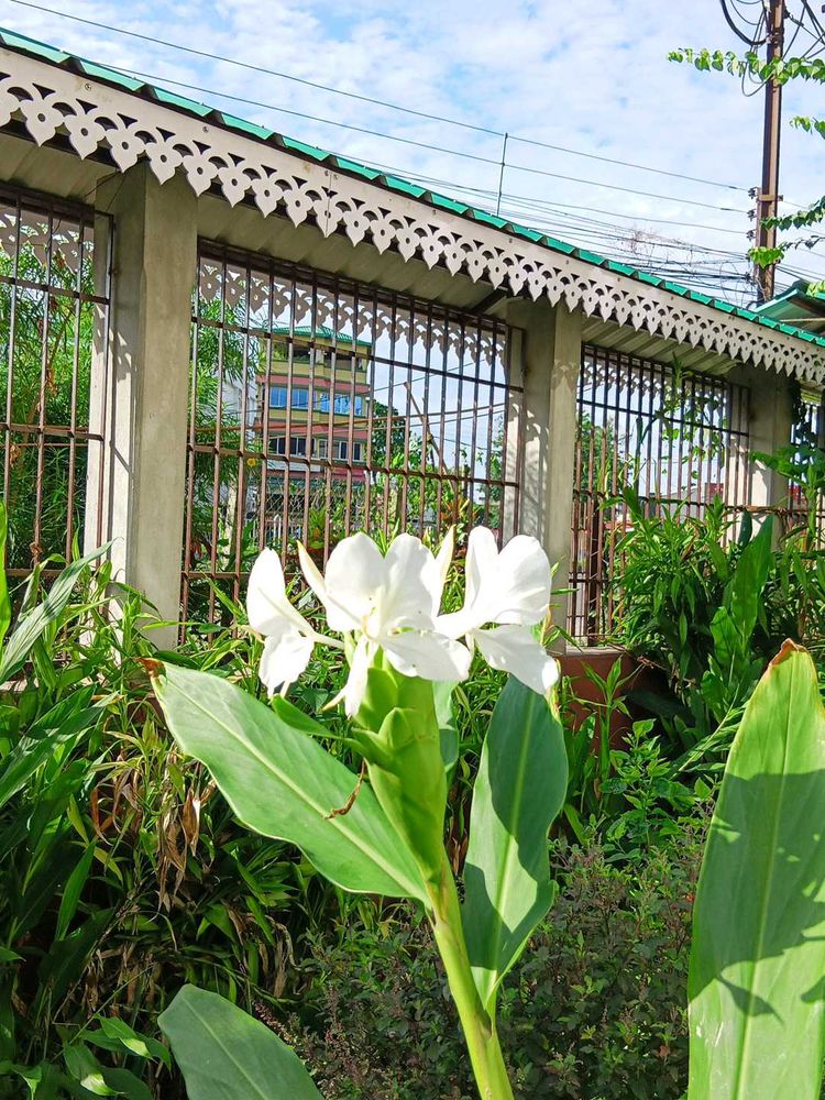Ginger Butterfly Three Shoots