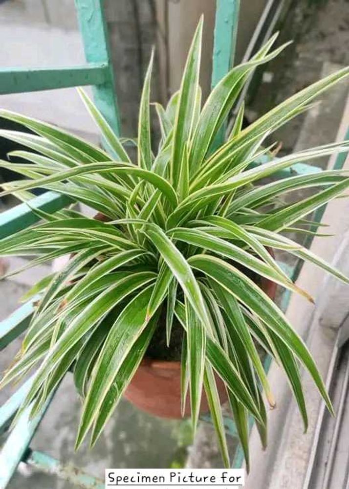 Chlorophytum Comosum - Variegated Spider Plant