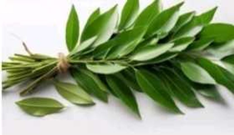 Artificial Plant Decor