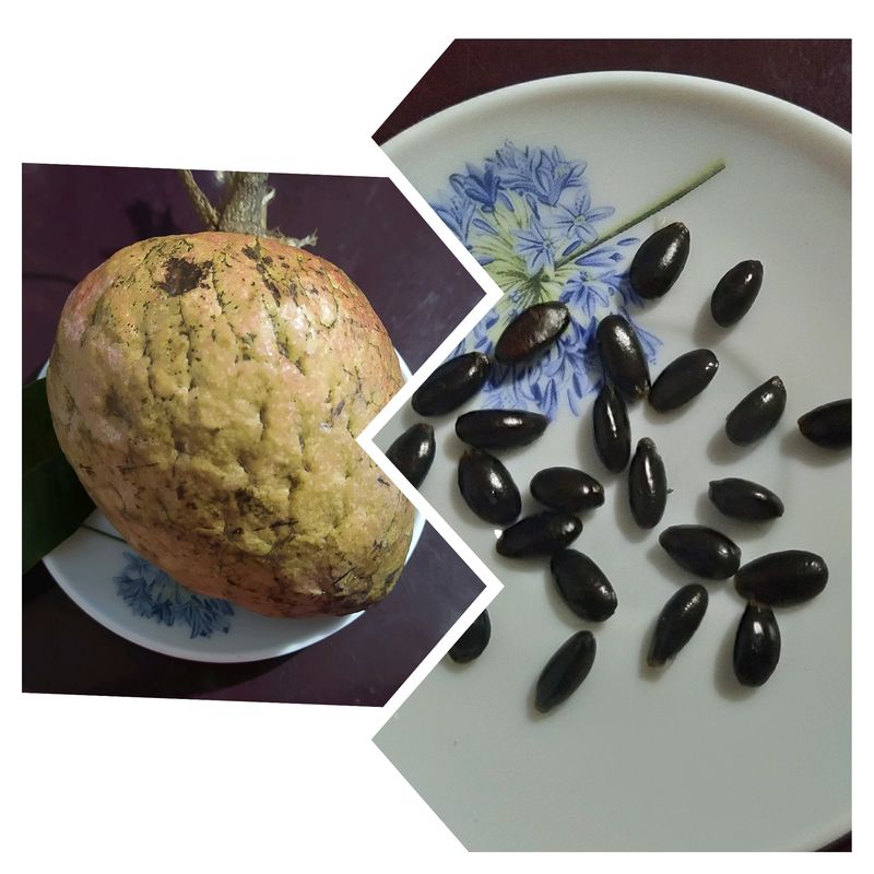 Wild Custard Apple/Athakka Seeds