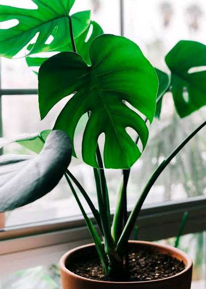 Monstera Deliciosa Plant