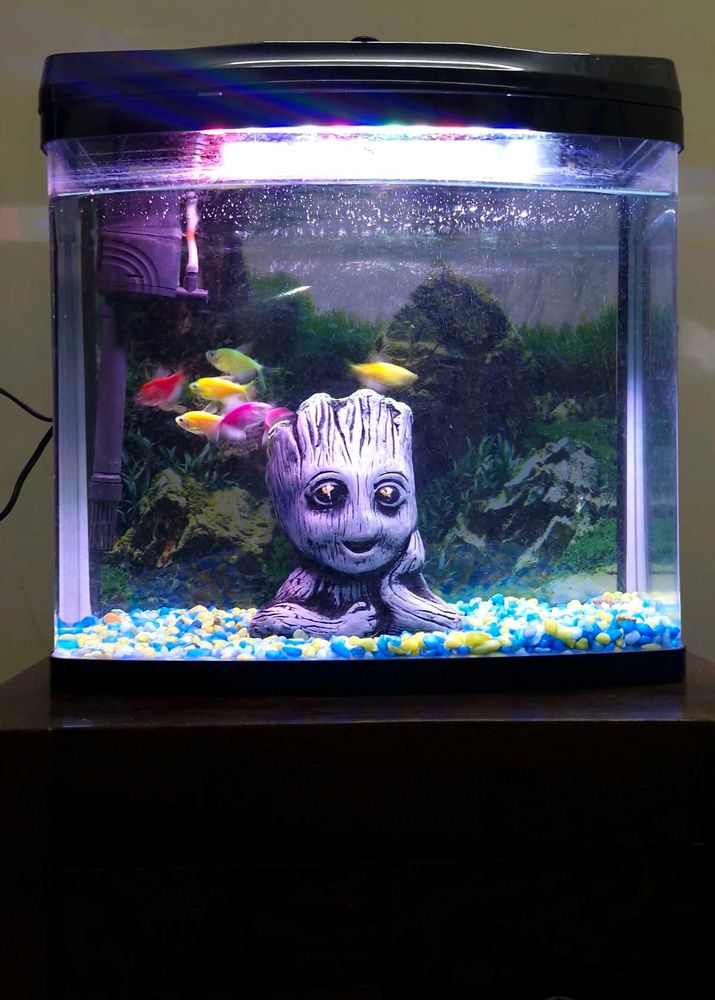 BluePet Fish Aquarium 🐟