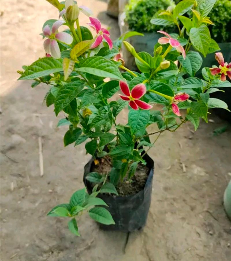 Madhu Malti Lata Flower Plant,with Root