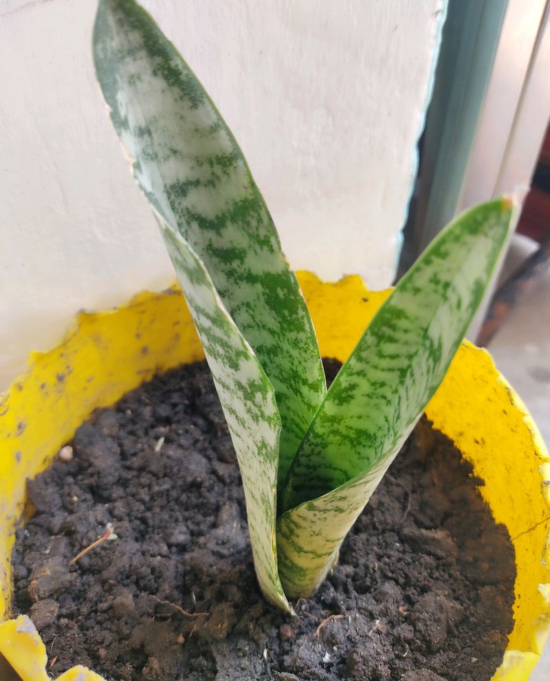 Rooted Snake Plant
