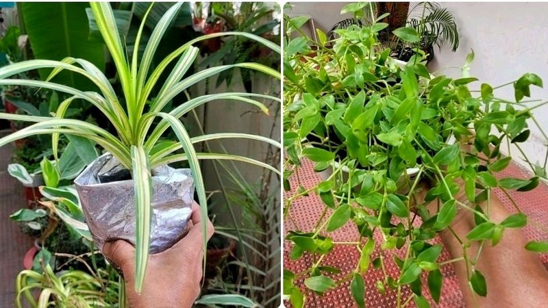 Pack 2 Turtle Vine &amp; Pandanus veitchii Plant 🌵