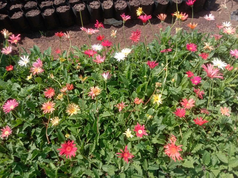 10 Flowering Seed