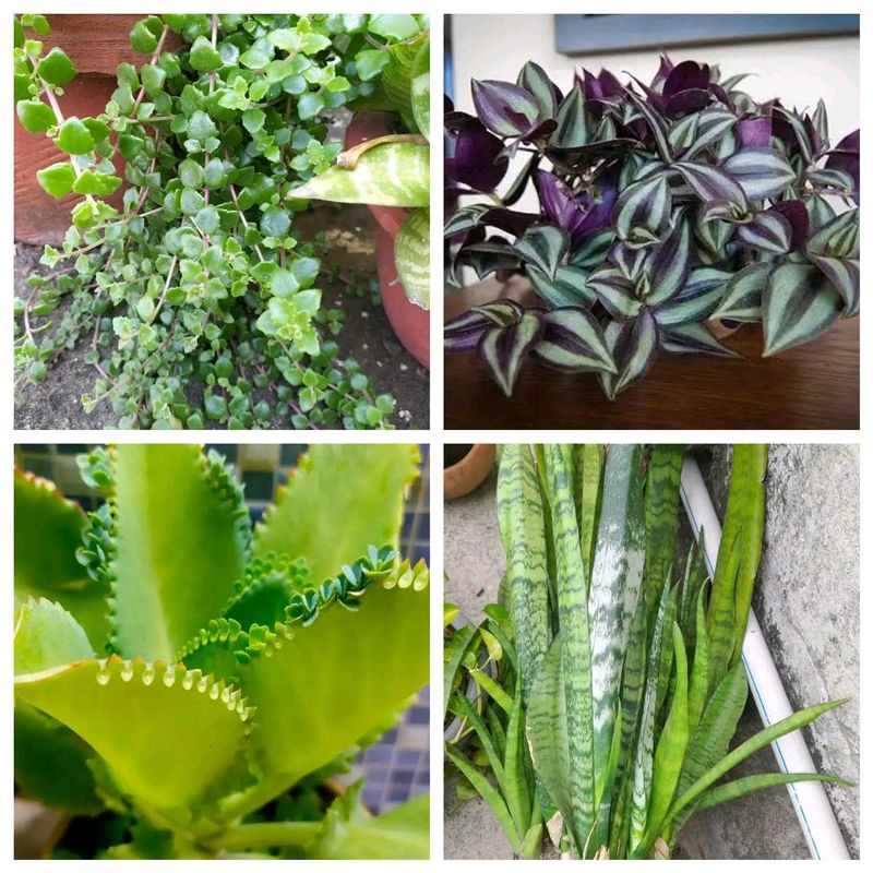 4+1 Plant Combo Offer – Limited Time Deal! 🌿