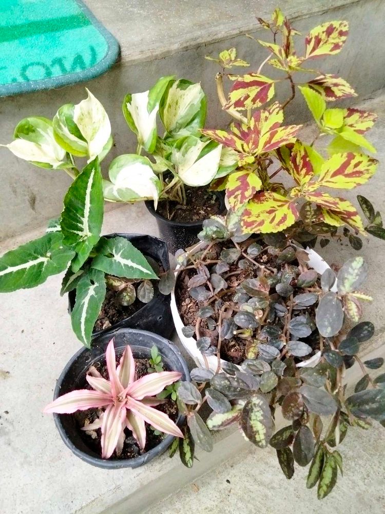 Assorted Beautiful Leaves Combo Plants