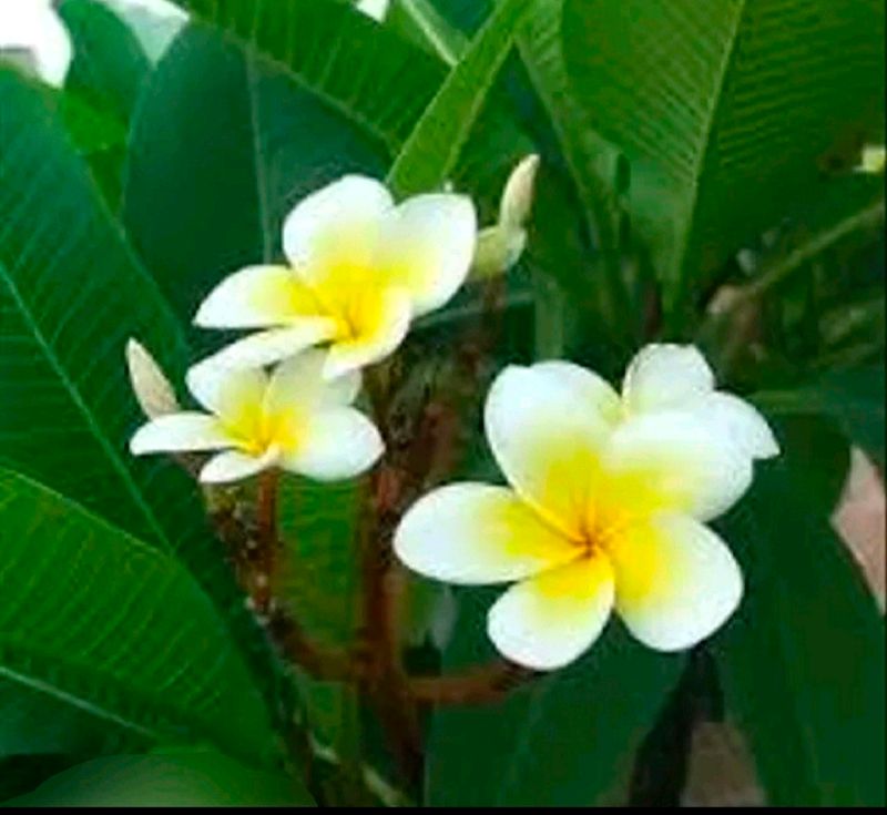 Combo Of 2 Color Beautiful Pulmeria Champa Cutting
