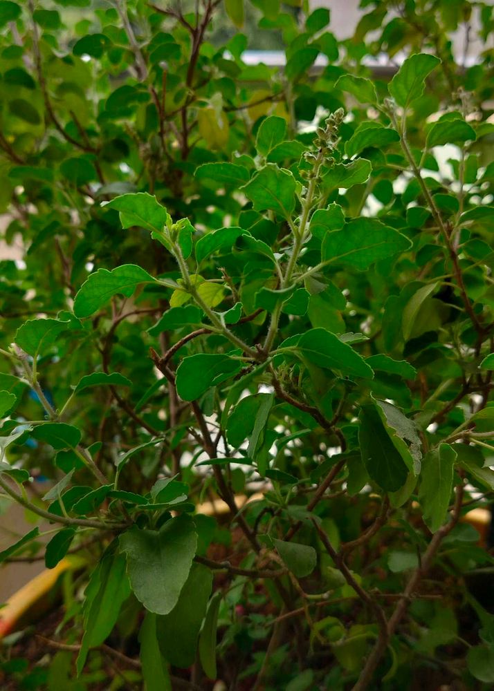 Tulsi Seeds