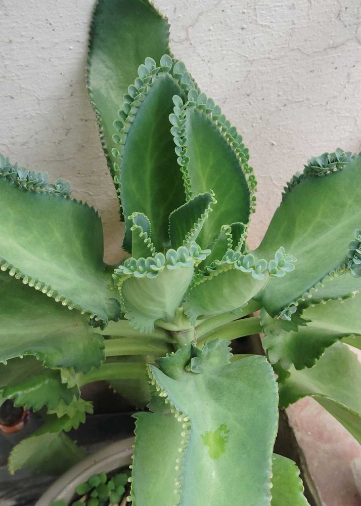 Bryophyllum