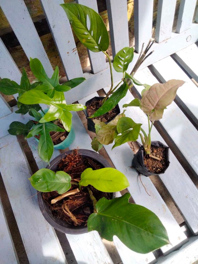 Assorted House Plants