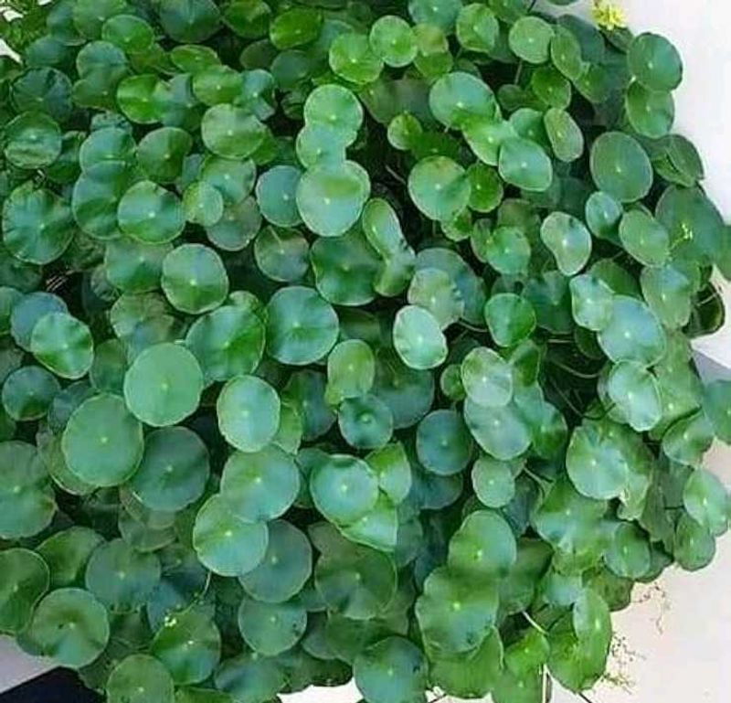 Coins Money Plant