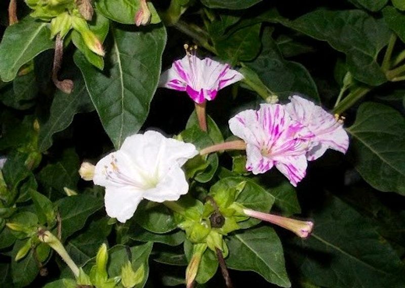 3 Colour 4 o&#39;clock Plant Seeds
