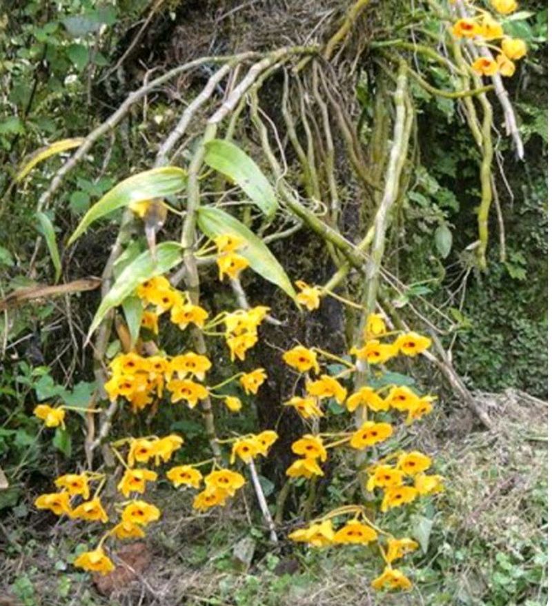Orchids
