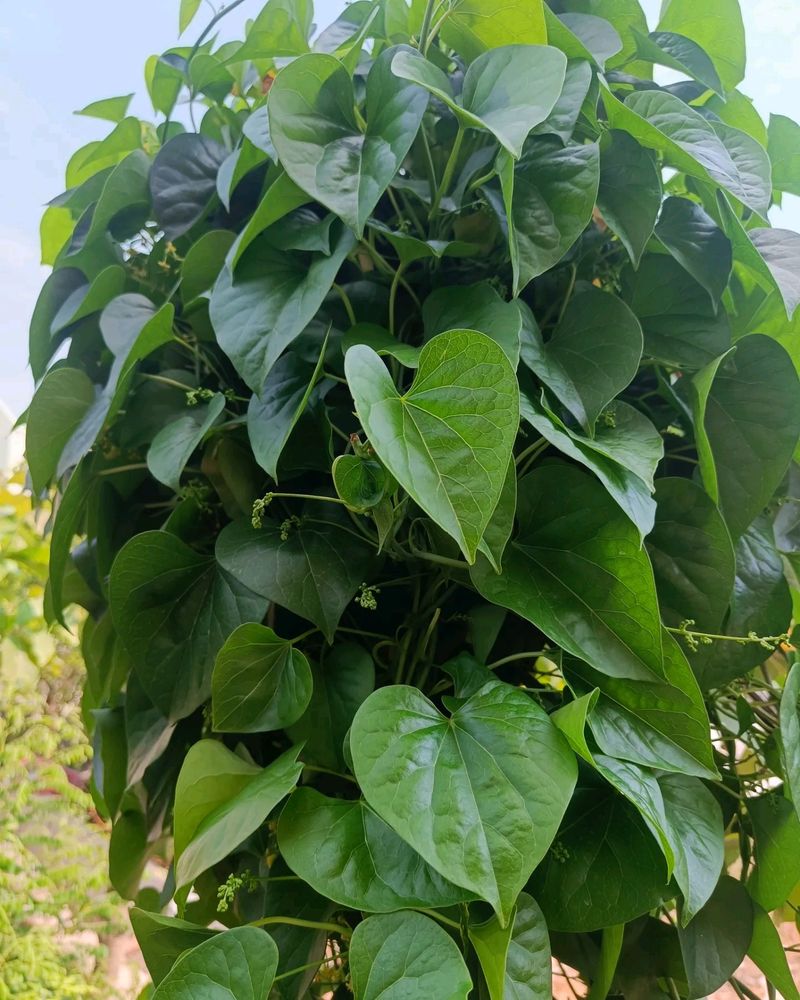 Rare Thippatheega/ Giloy Ayurvedic Plant