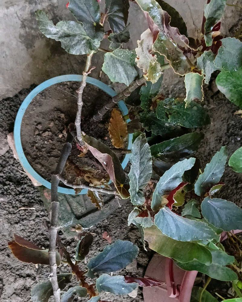 Mixed Verity Of Plants